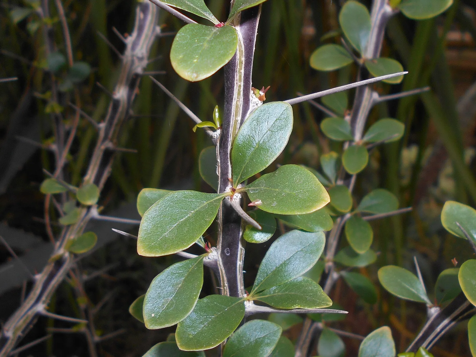 Fouquieria macdougalii