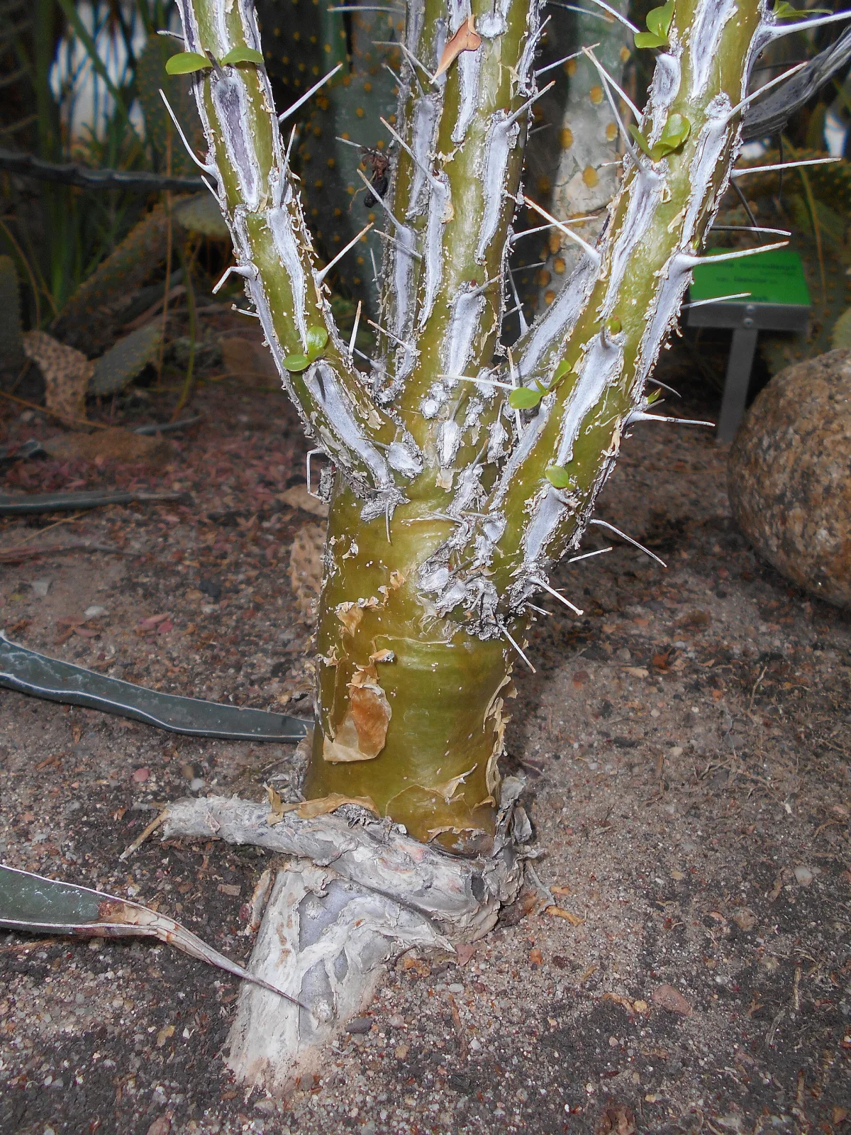 Fouquieria macdougalii