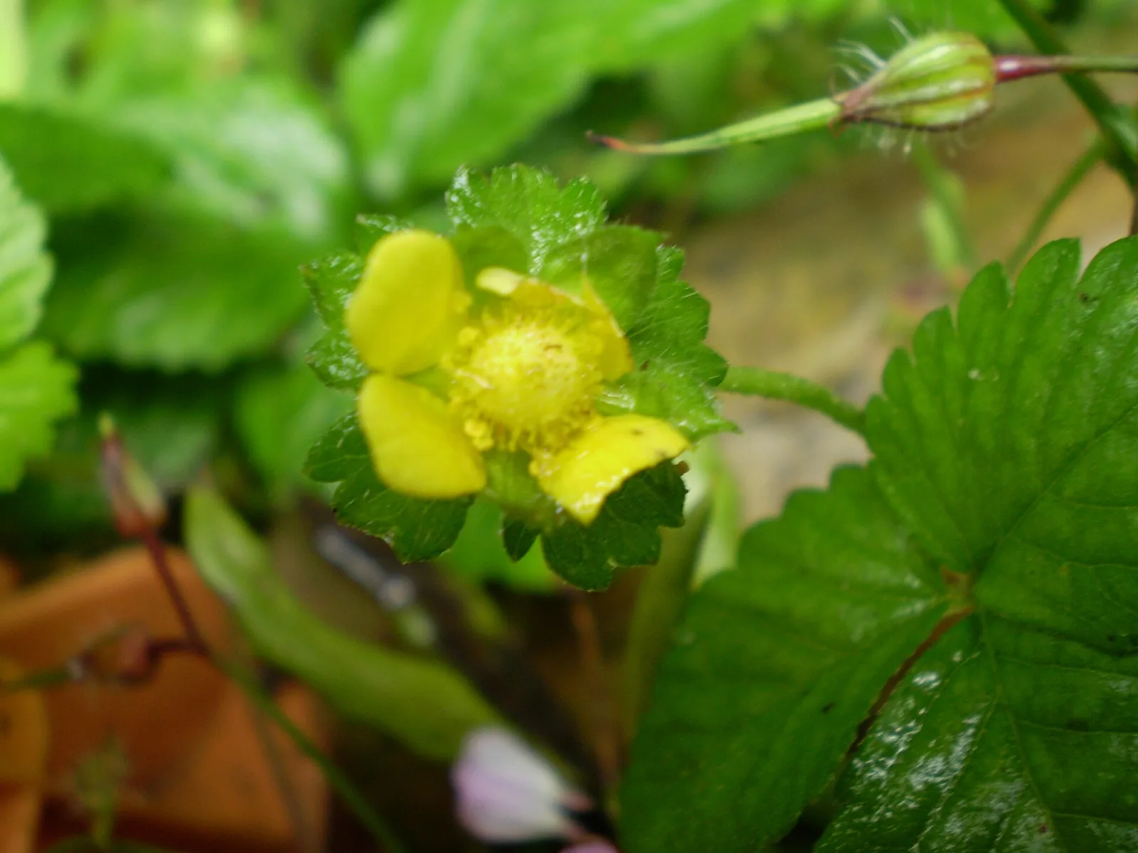 Fragaria indica