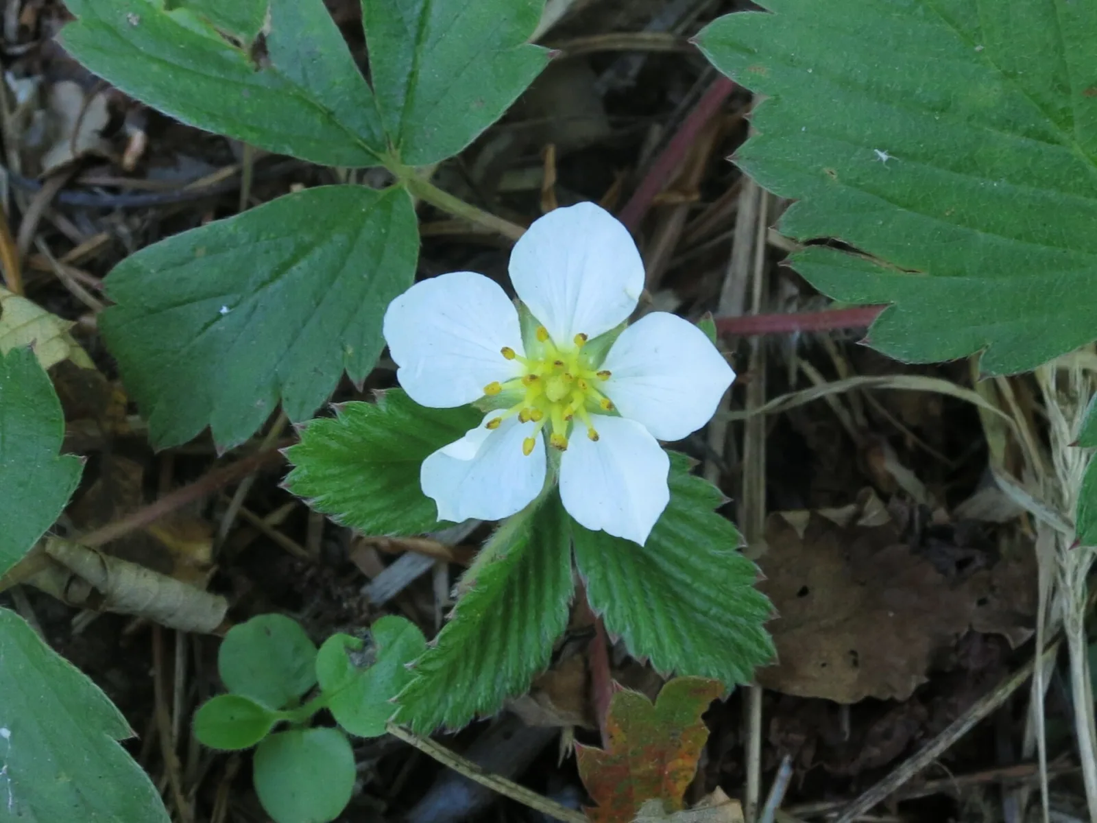 Oriental strawberry