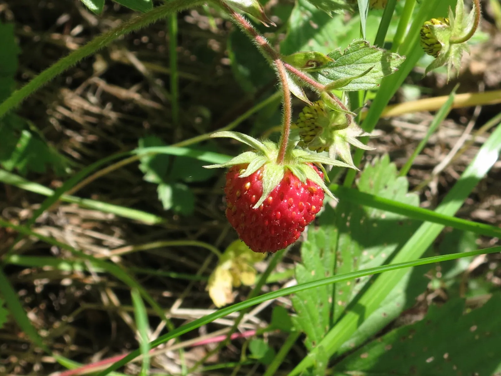 Oriental strawberry