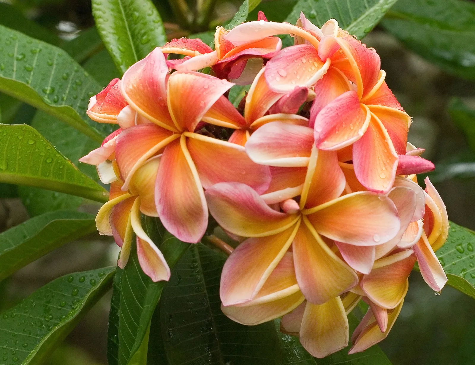 Plumeria Apricot Beauty