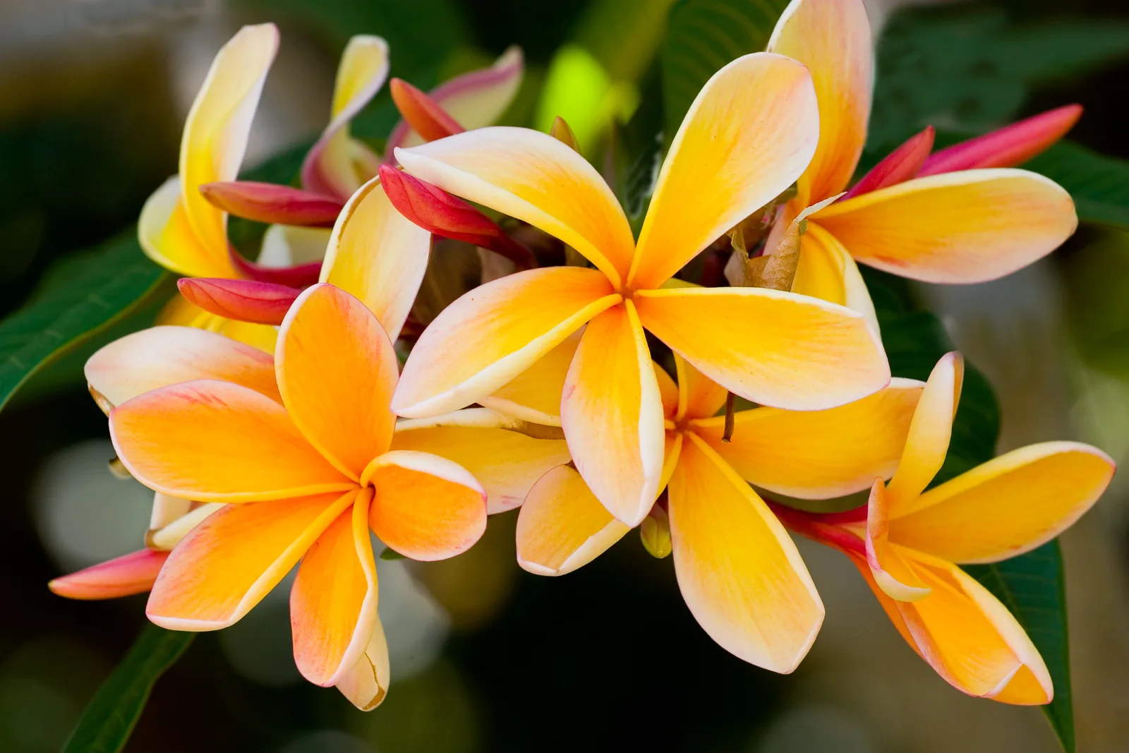 Plumeria Apricot Beauty