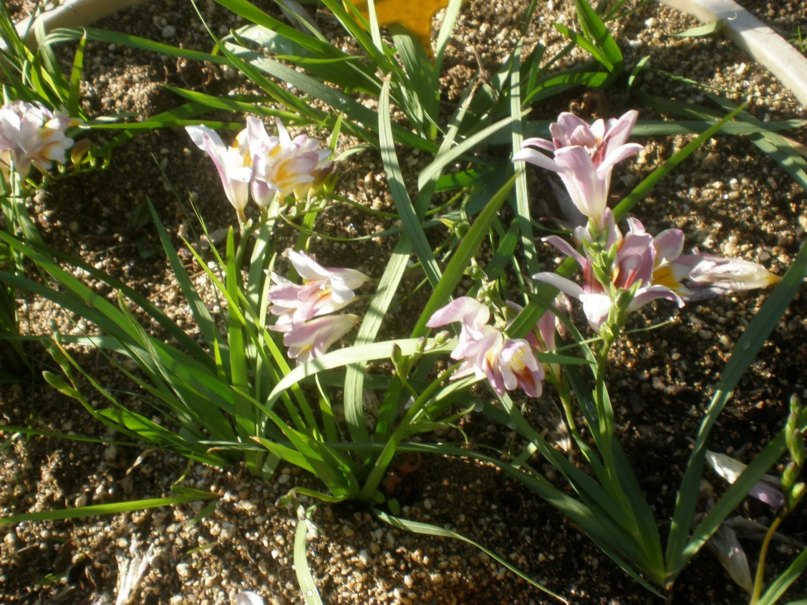 Freesia fucata