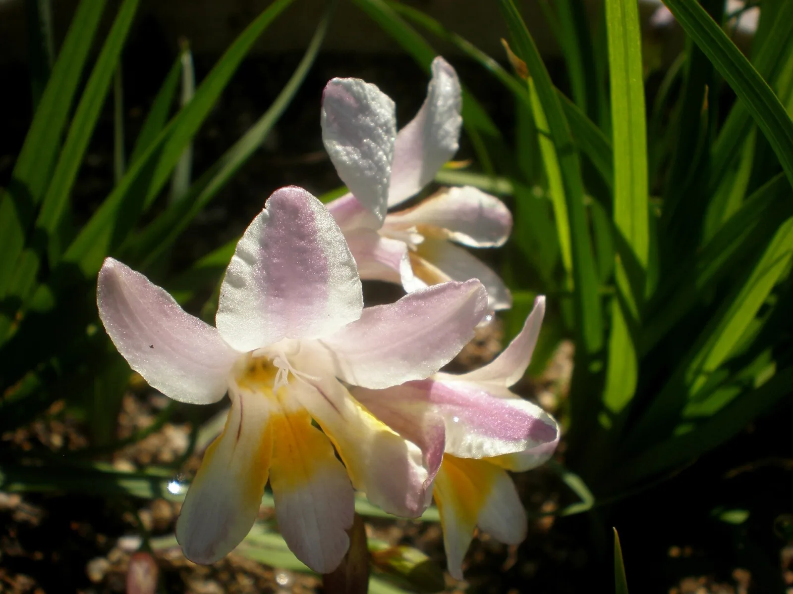 Freesia fucata