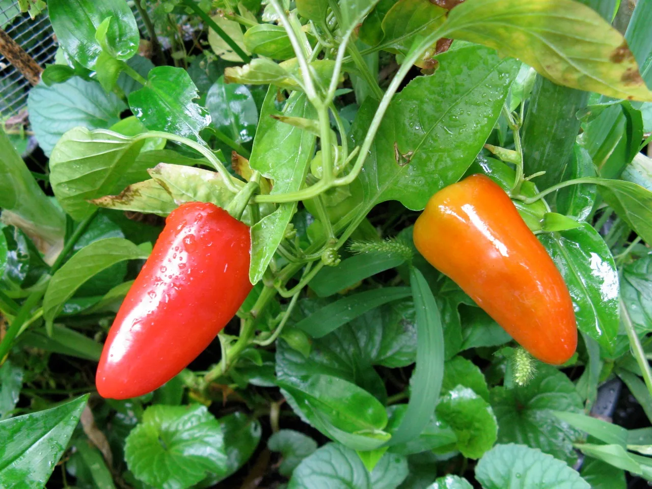 Fresno Chili