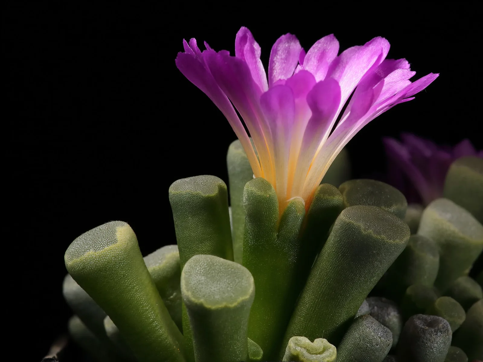 Frithia pulchra
