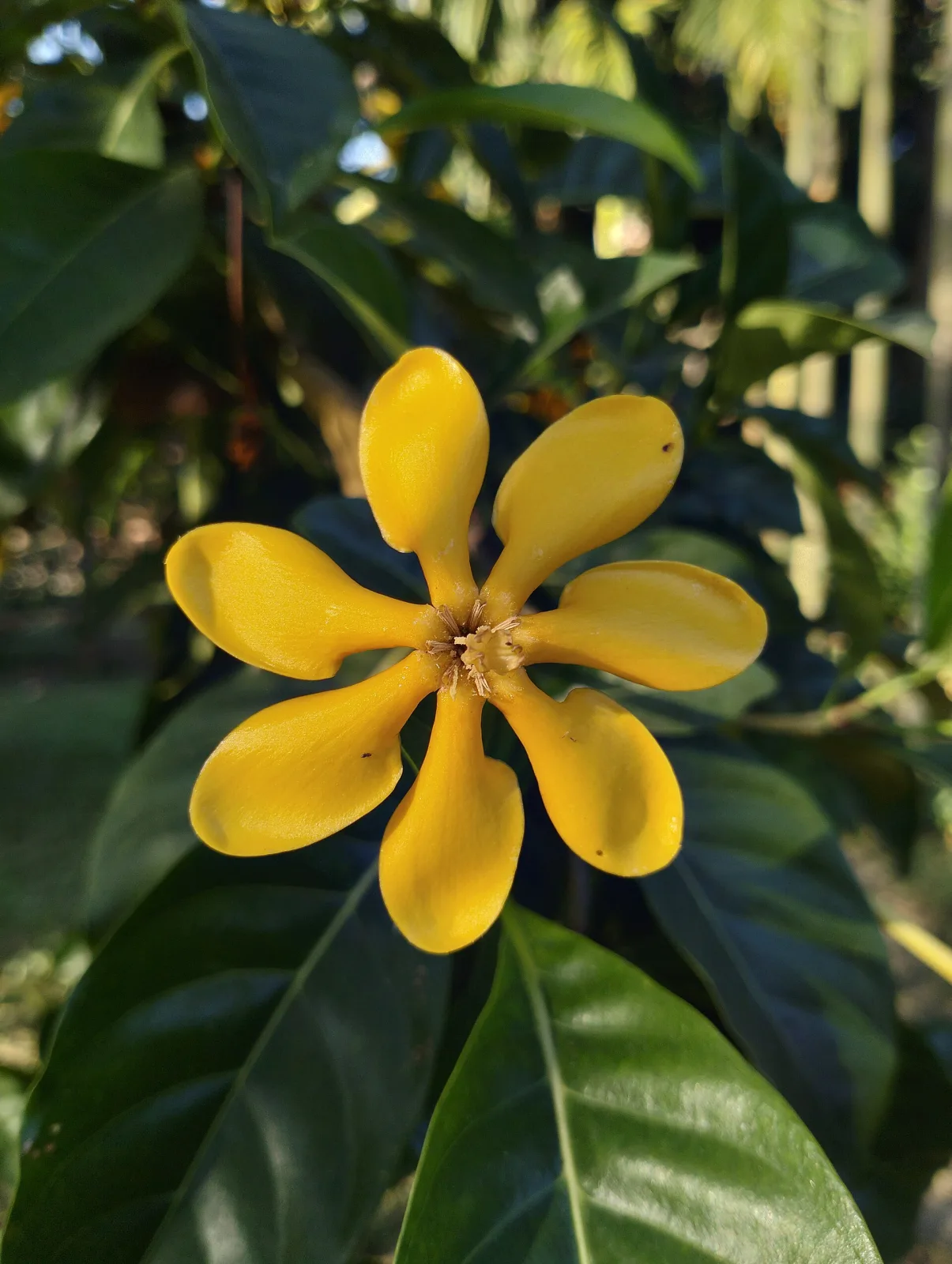 Gardenia sootepensis