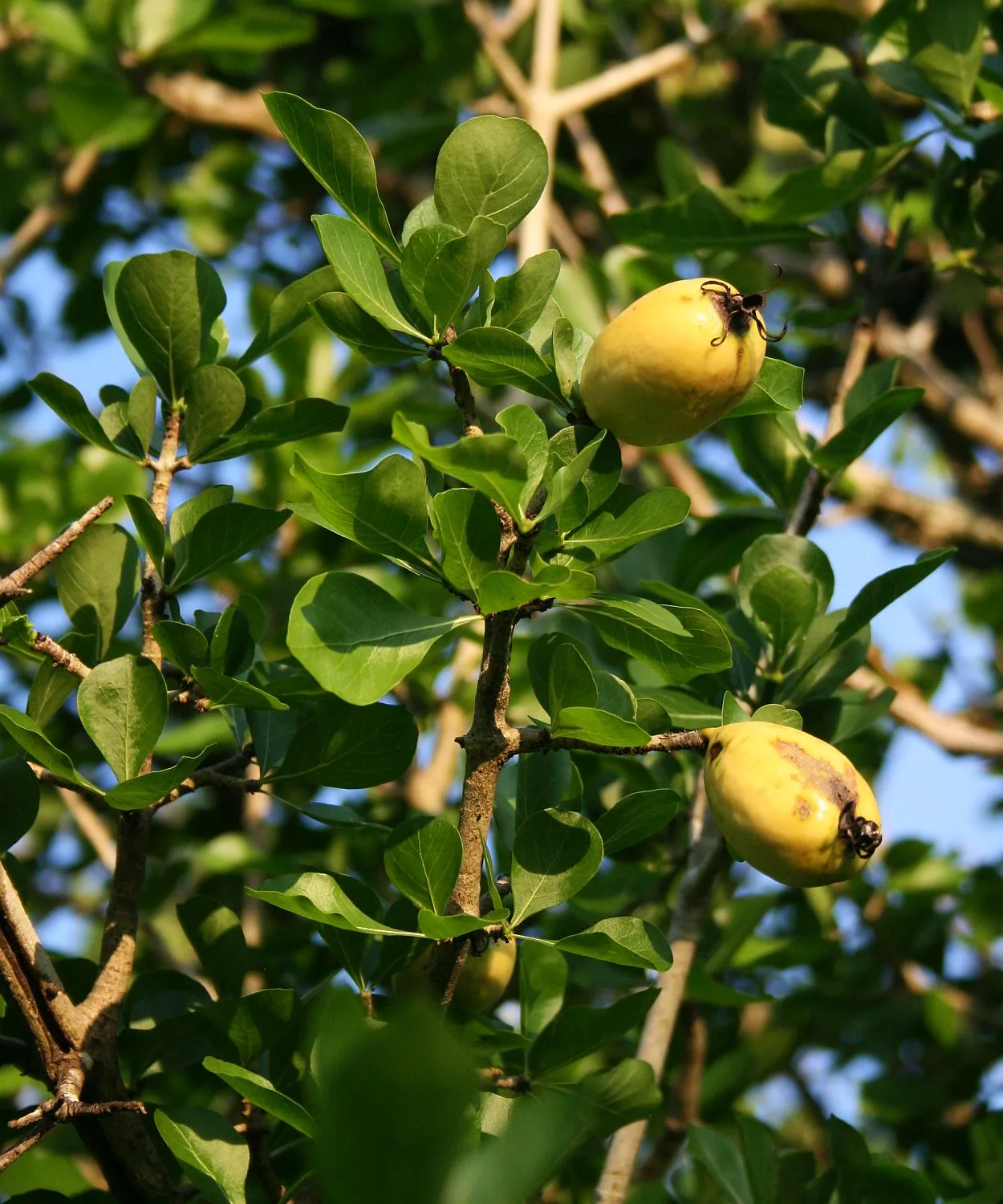 Gardenia cornuta