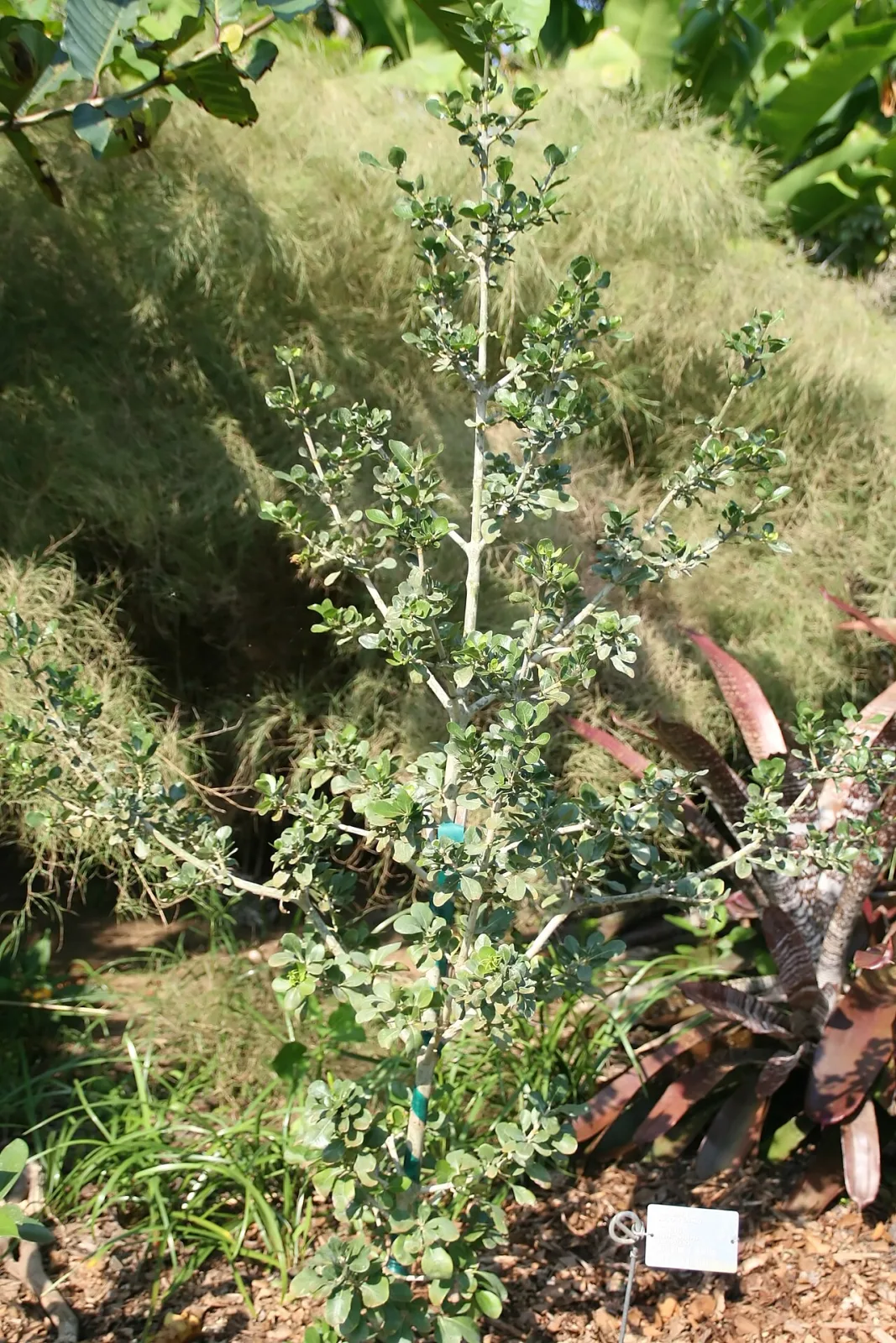 Gardenia cornuta