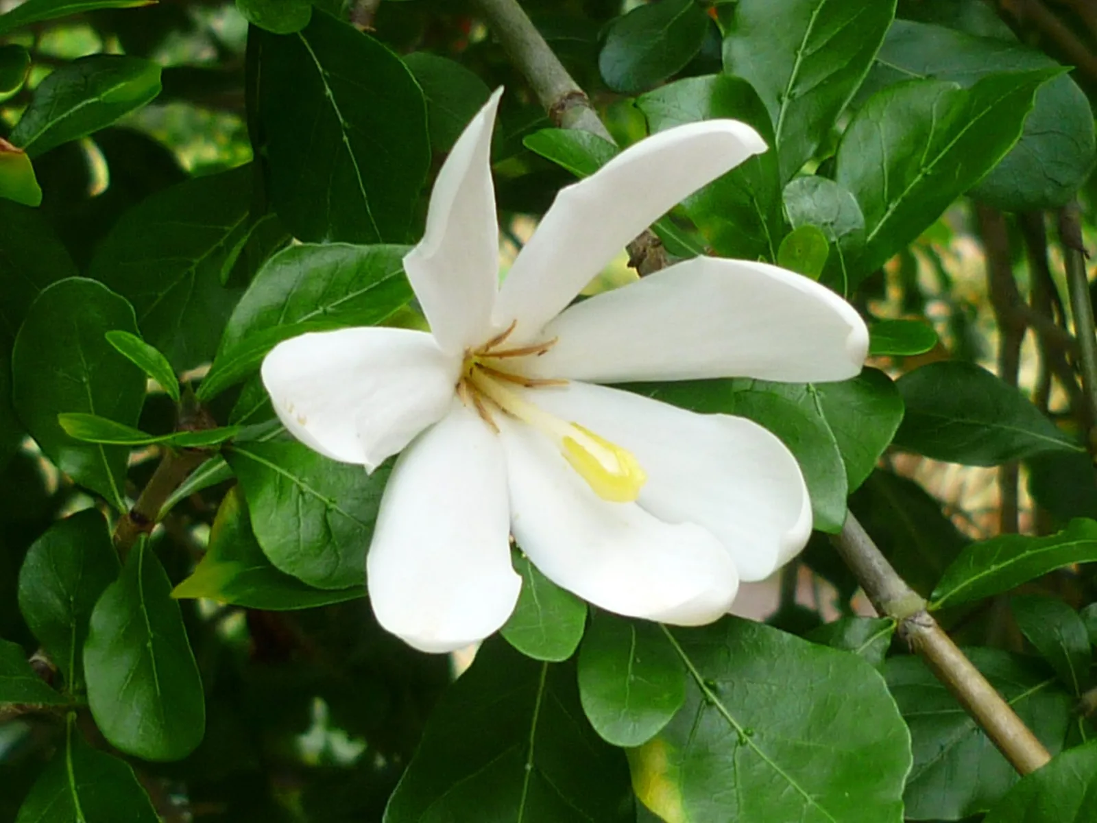 Gardenia cornuta