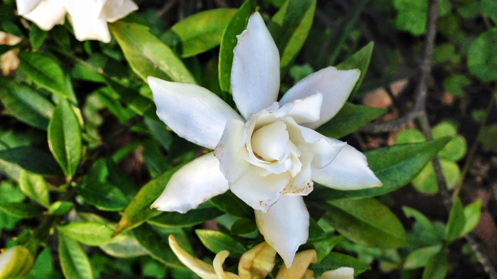 Gardenia jasminoides