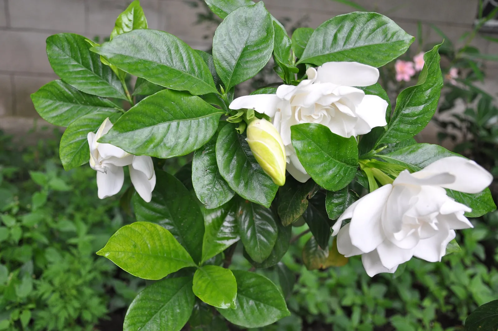 Gardenia jasminoides