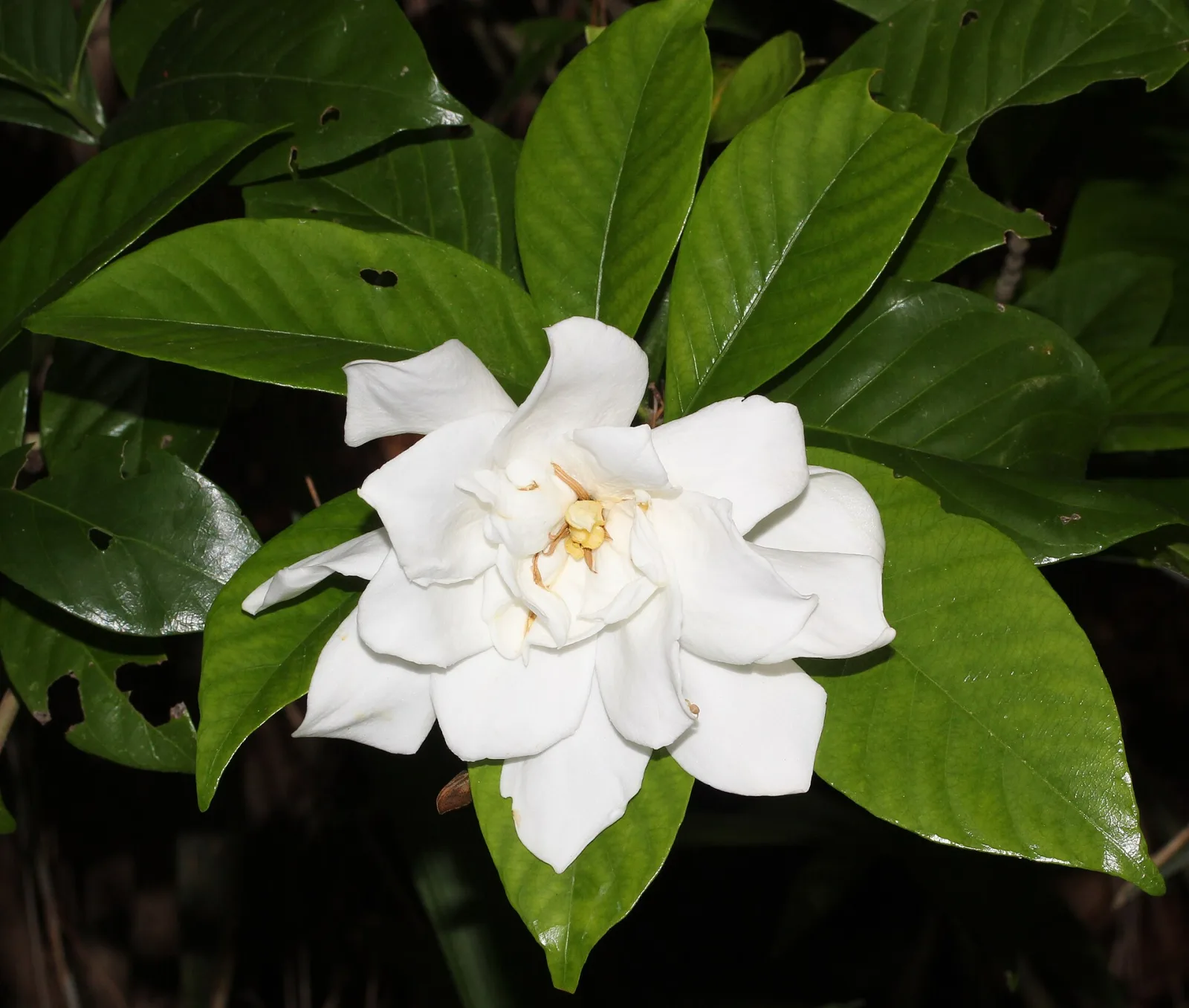 Gardenia jasminoides