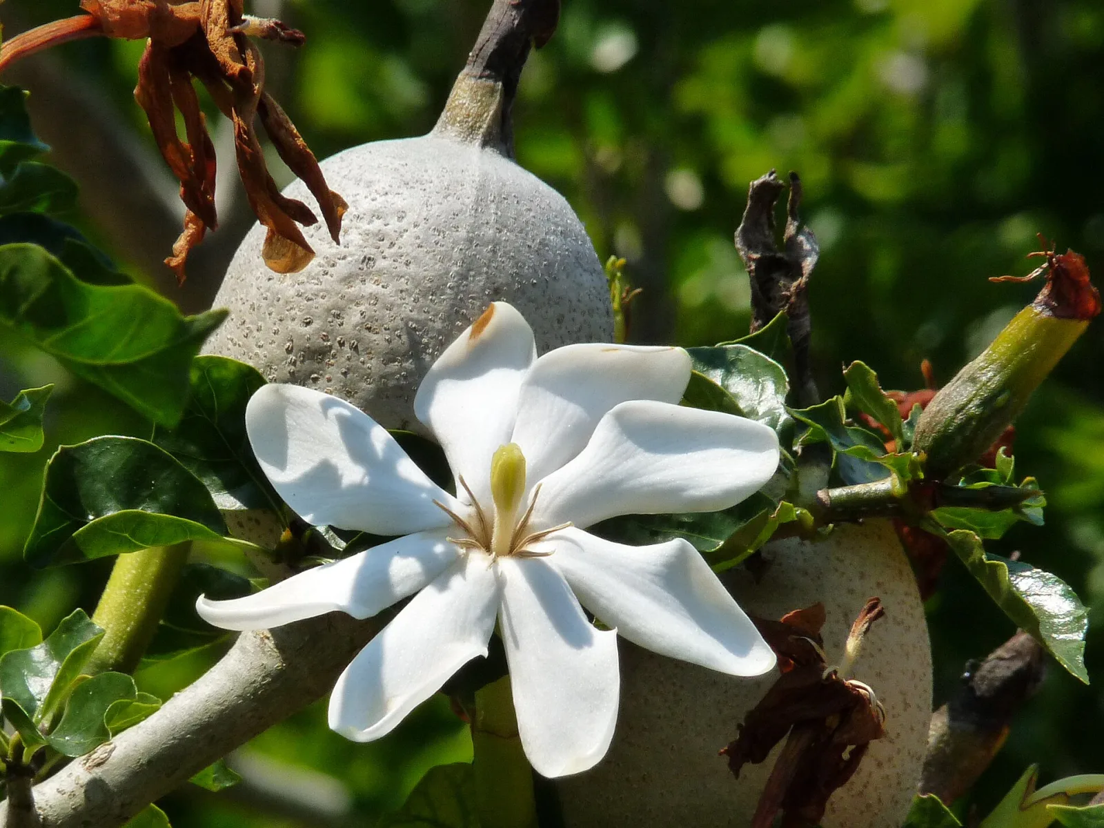 Gardenia thunbergia