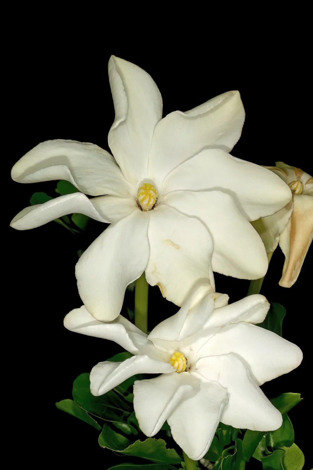 Gardenia volkensii