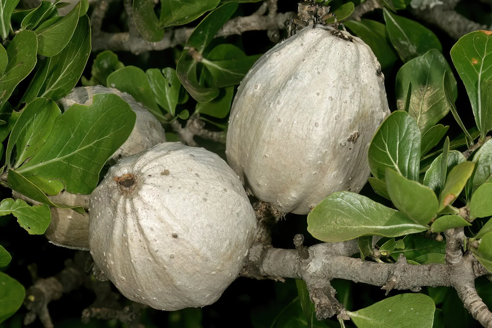 Gardenia volkensii