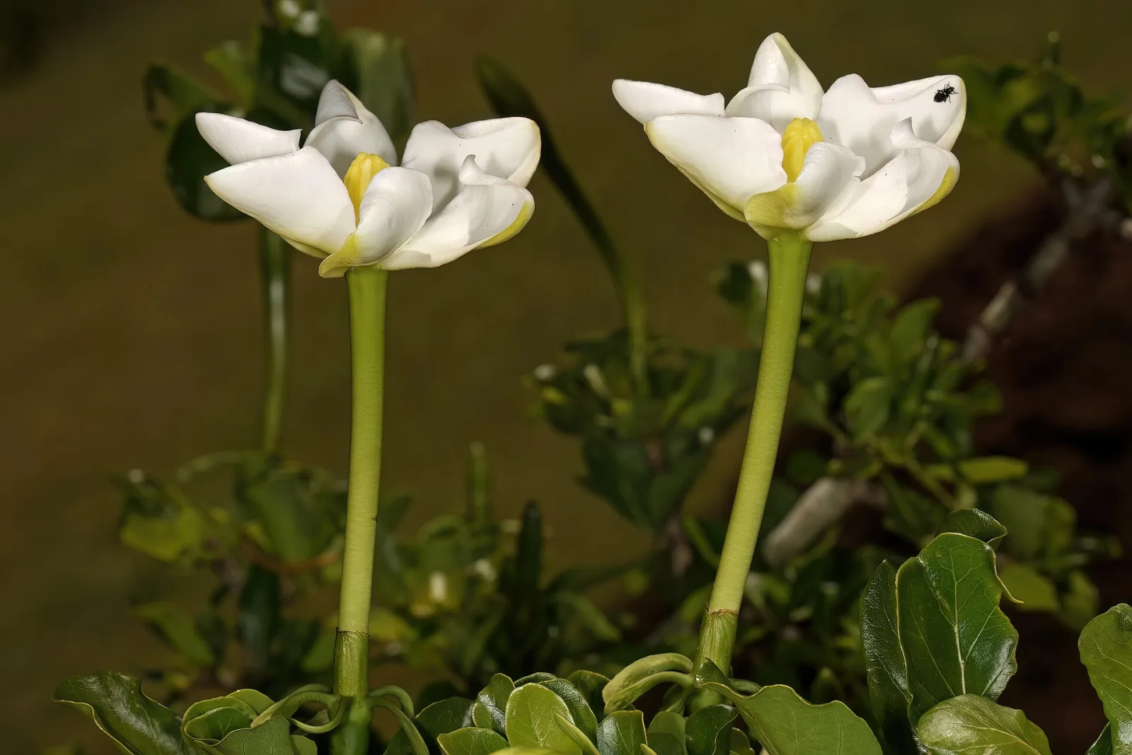 Gardenia volkensii