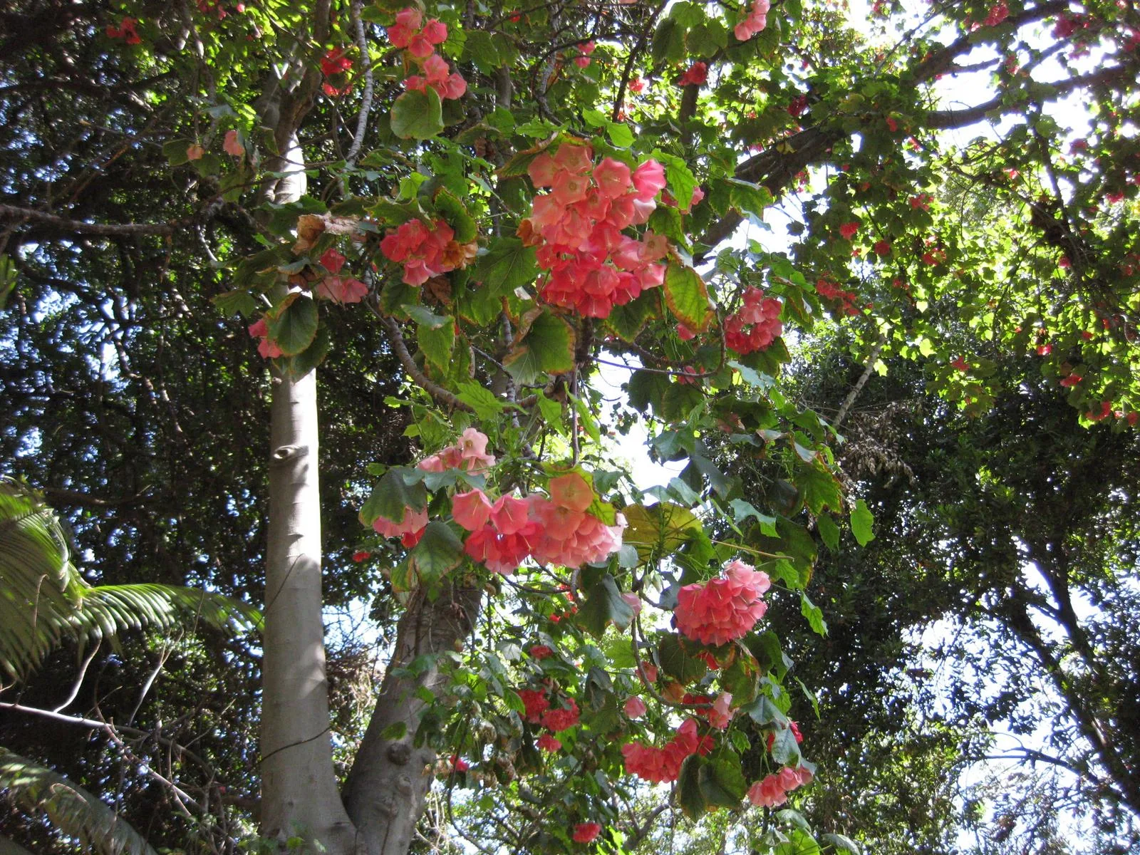 Dombeya cacuminum