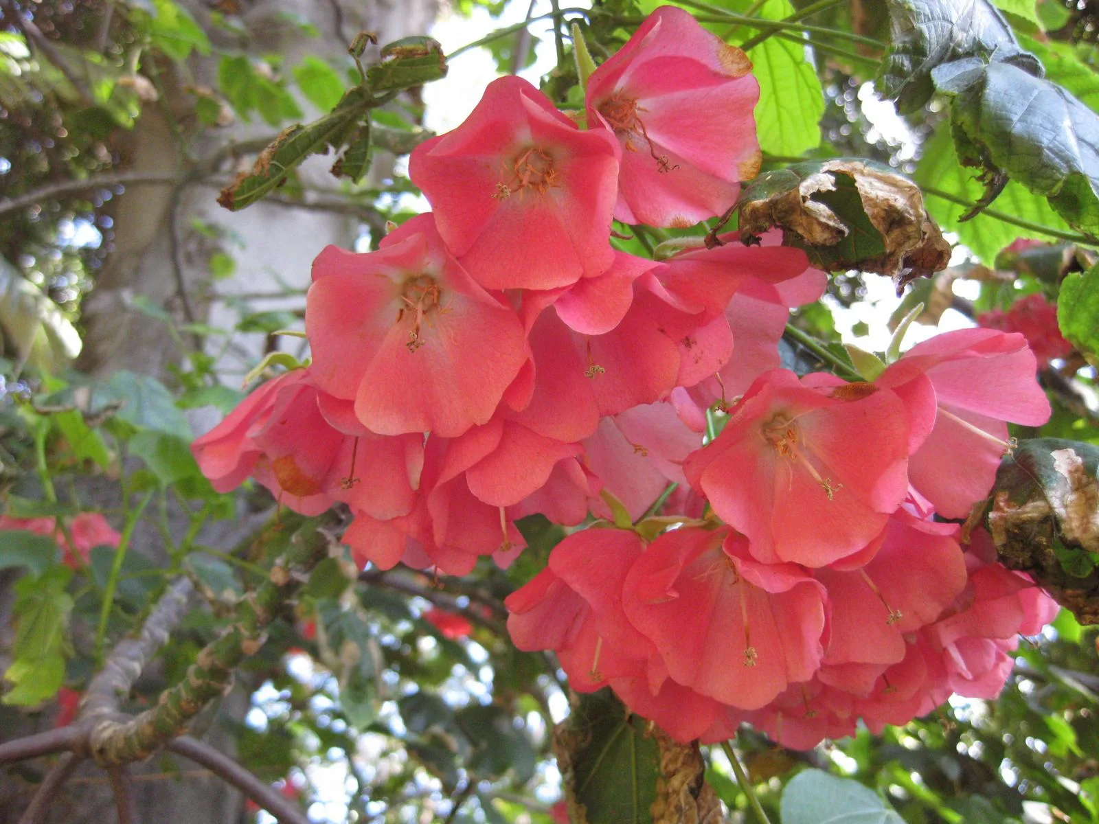 Dombeya cacuminum