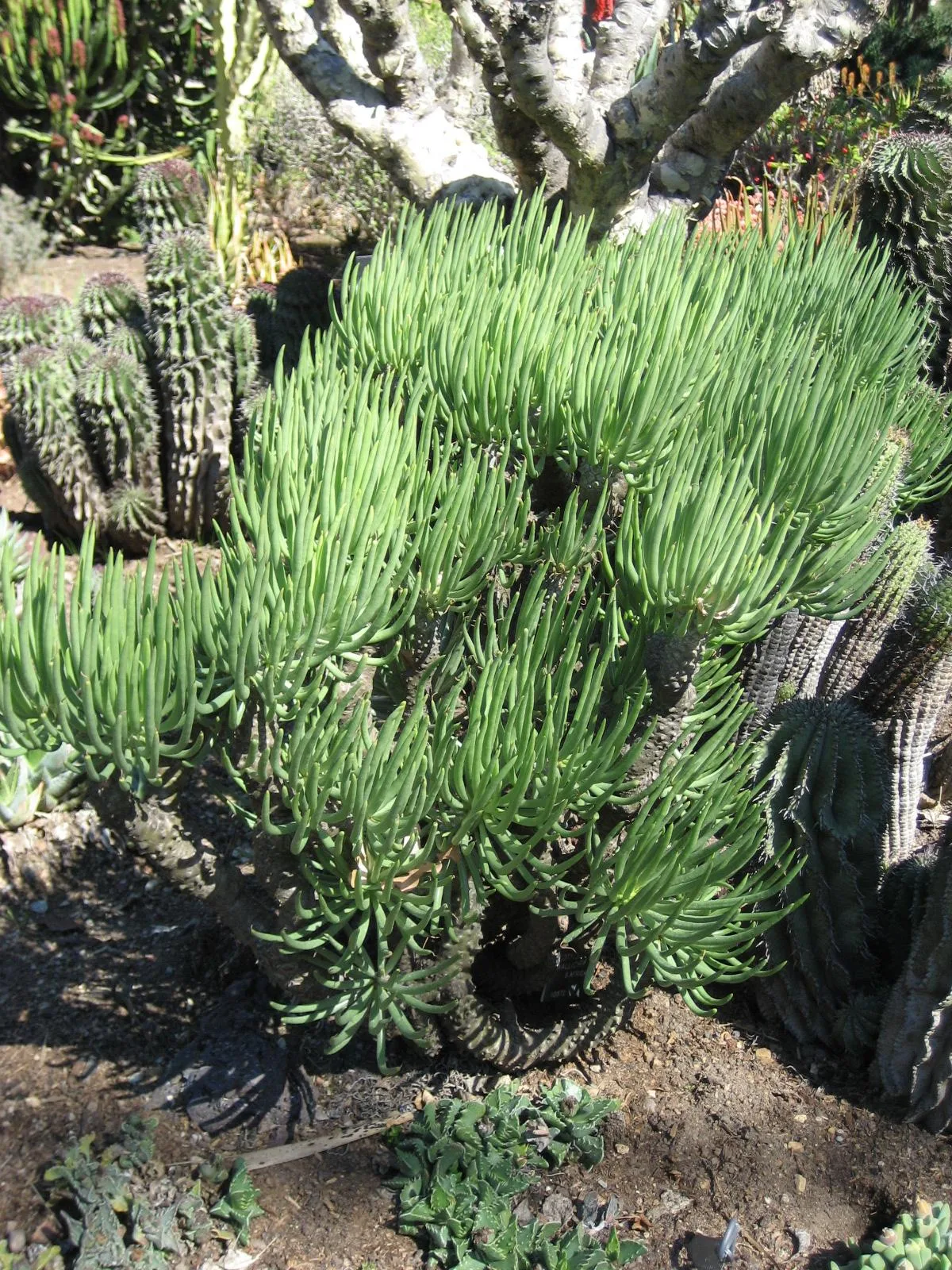 Tylecodon wallichii