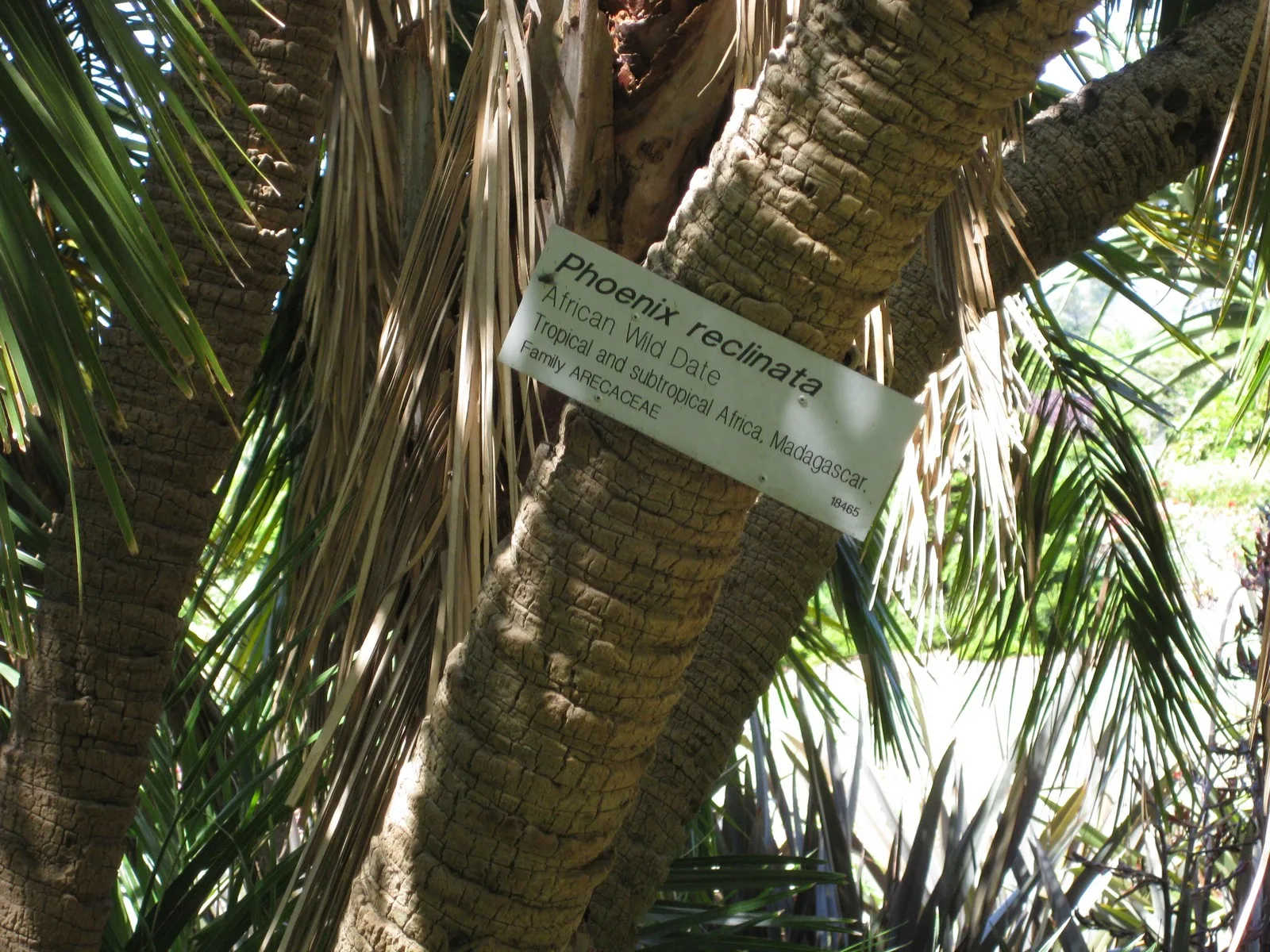 Phoenix reclinata