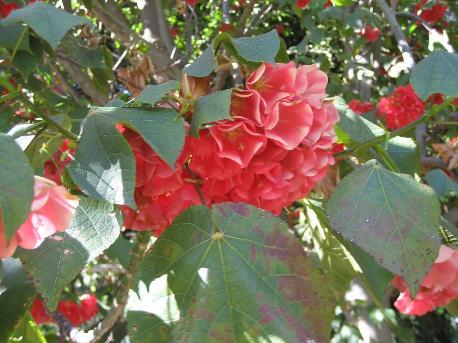 Dombeya cacuminum