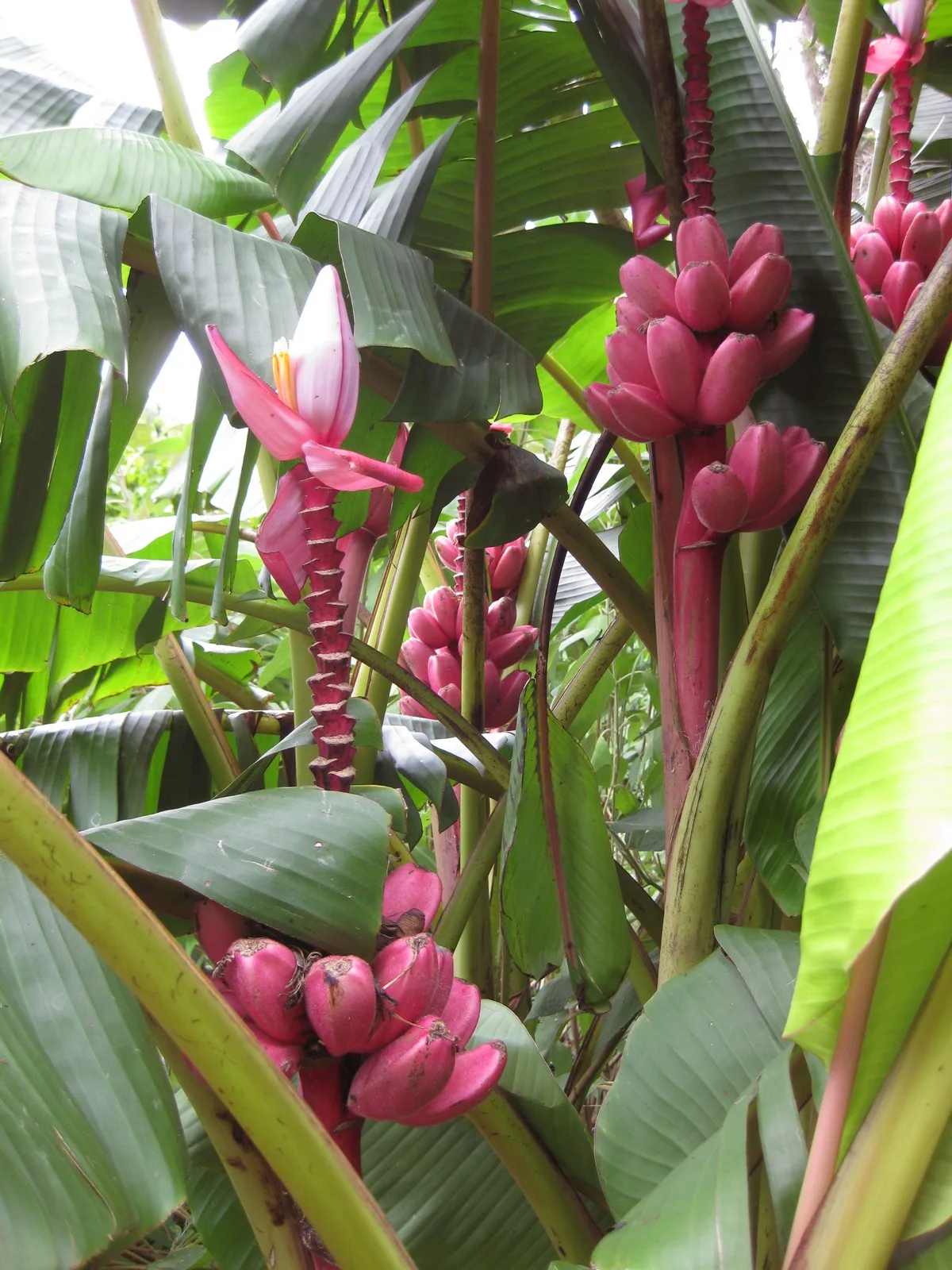 Musa velutina pink