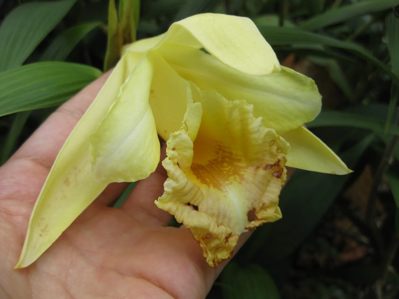 Sobralia xantholeuca