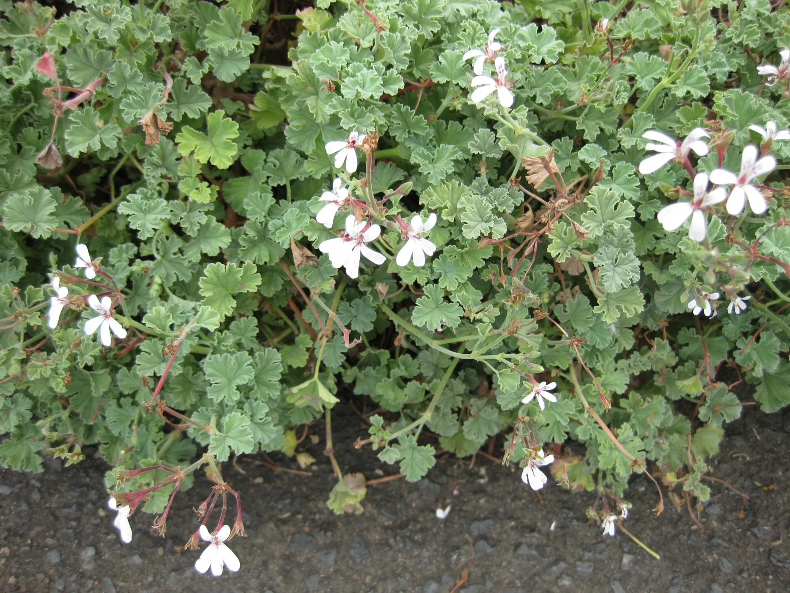 Pelargonium fragrans