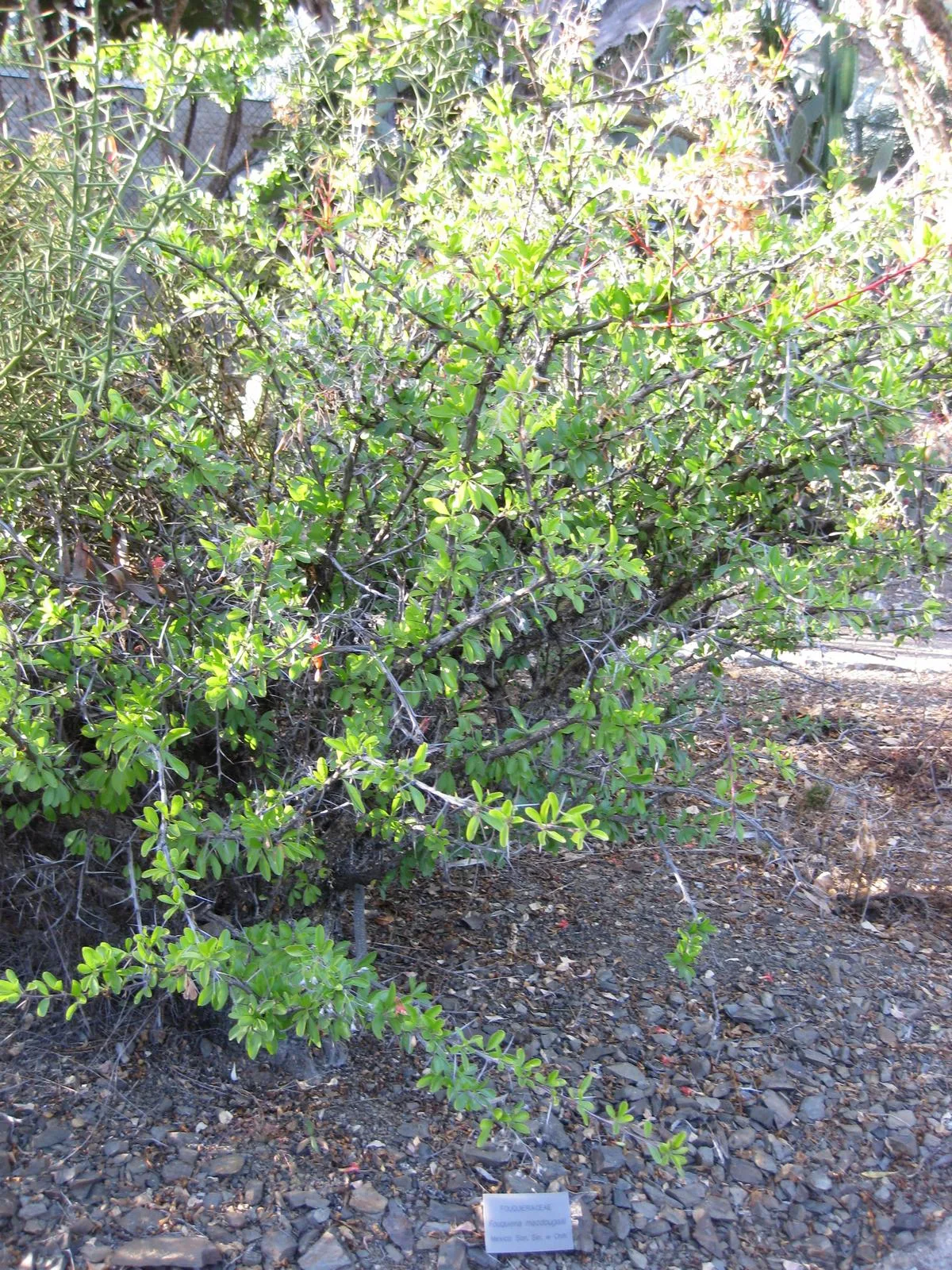 Fouquieria macdougalii