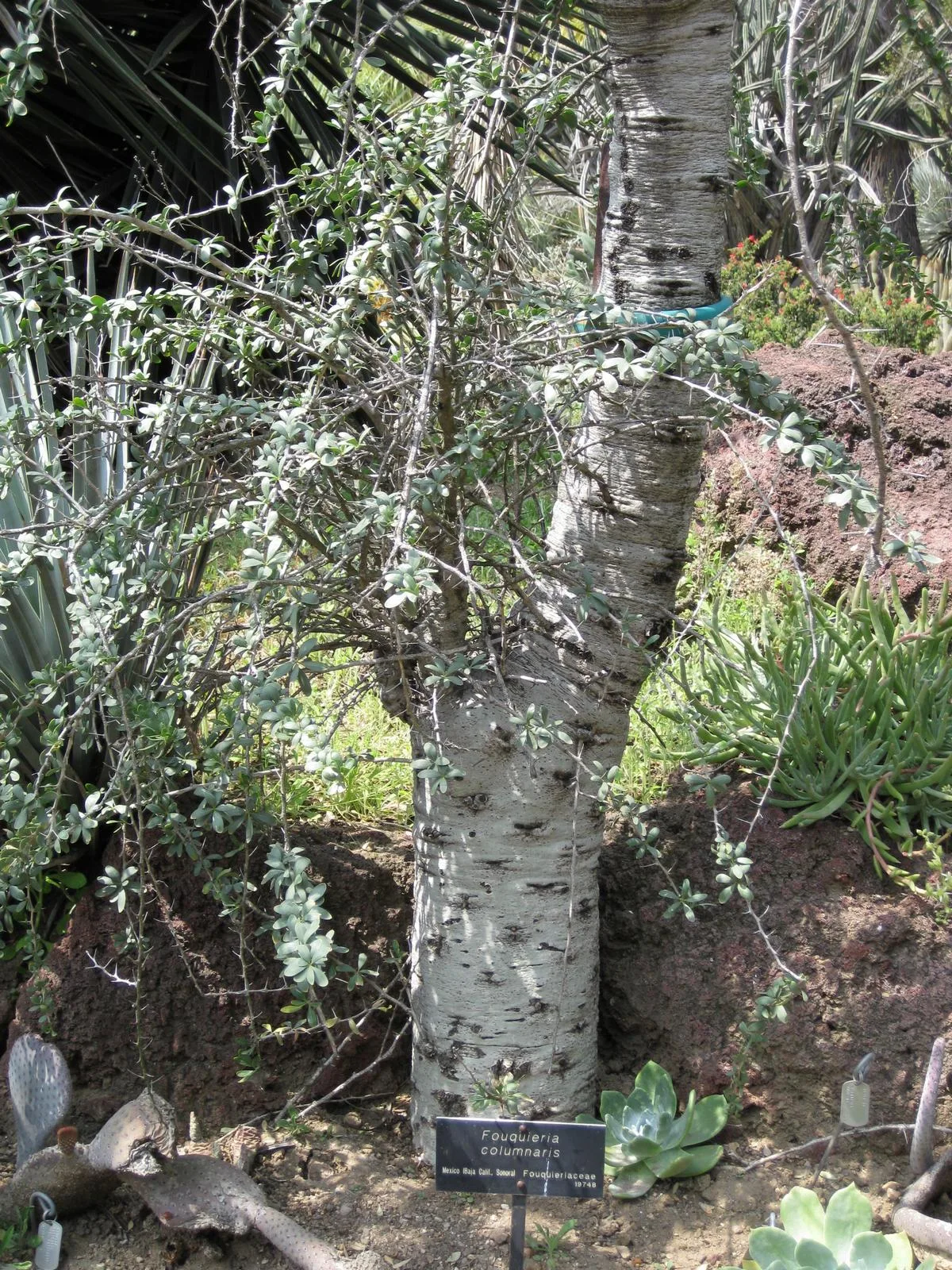 Fouquieria columnaris