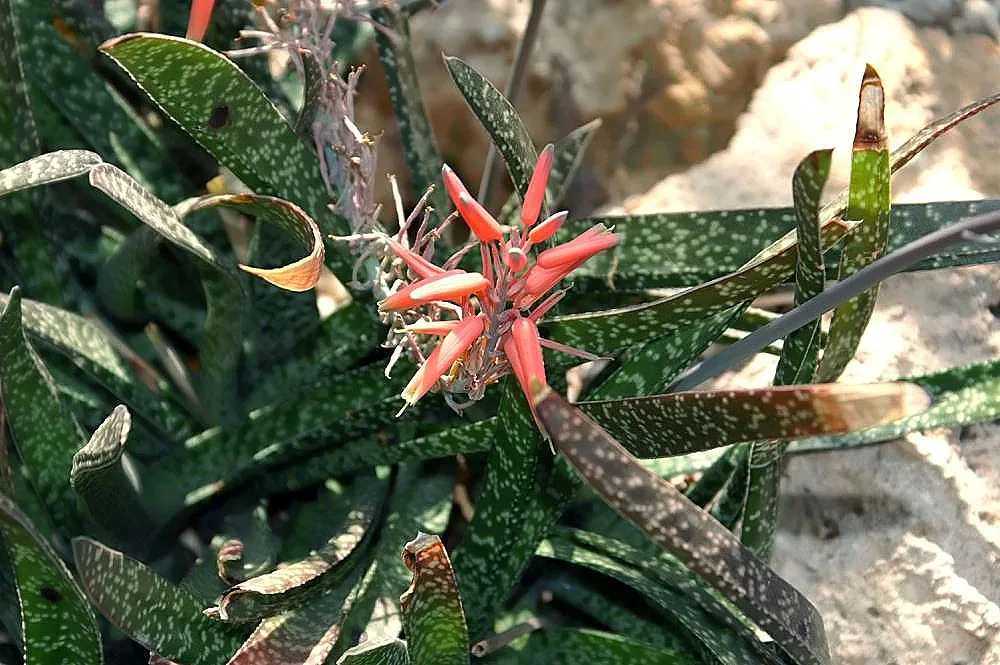 Gasteria bicolor