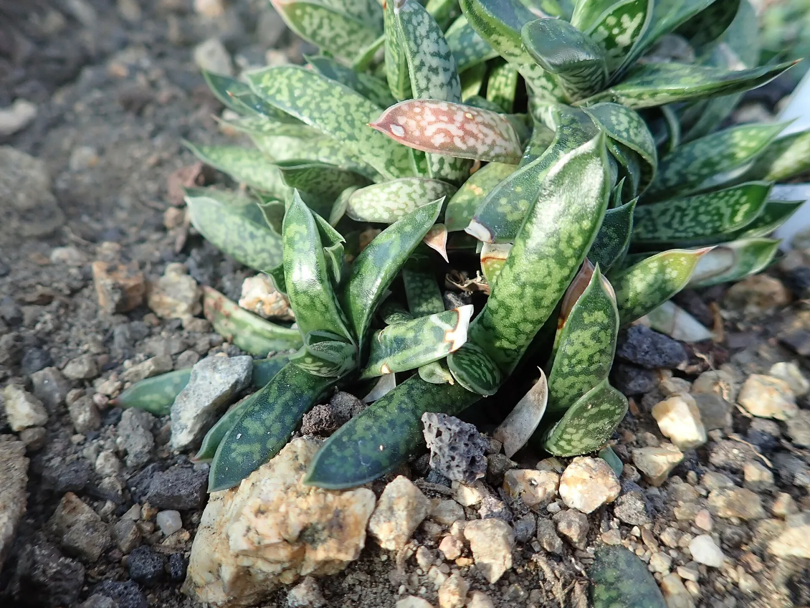 Gasteria bicolor