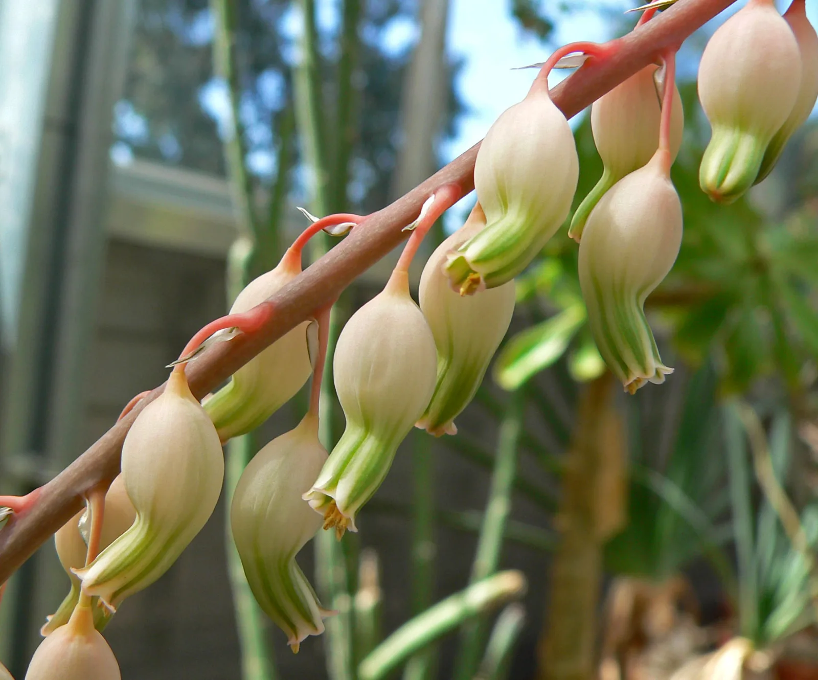 Gasteria bicolor