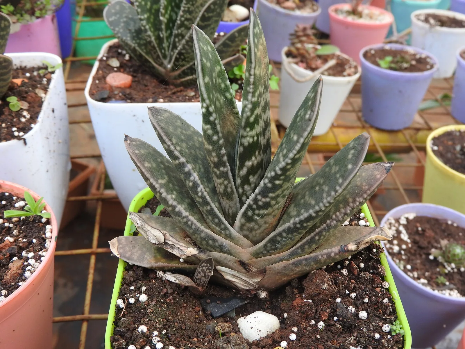 Gasteria brachyphylla