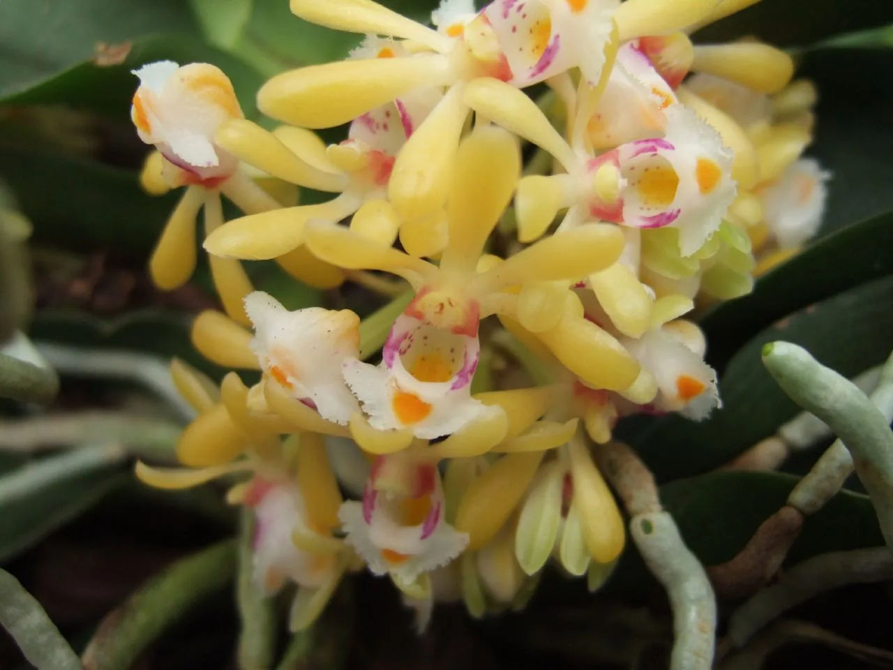 Gastrochilus obliquus