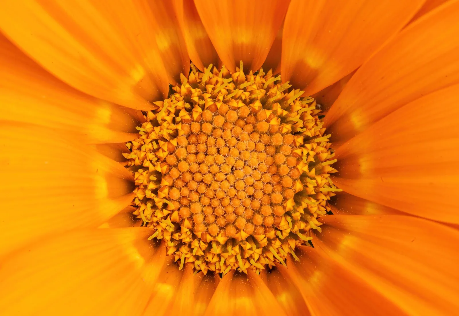 Gazania krebsiana orange
