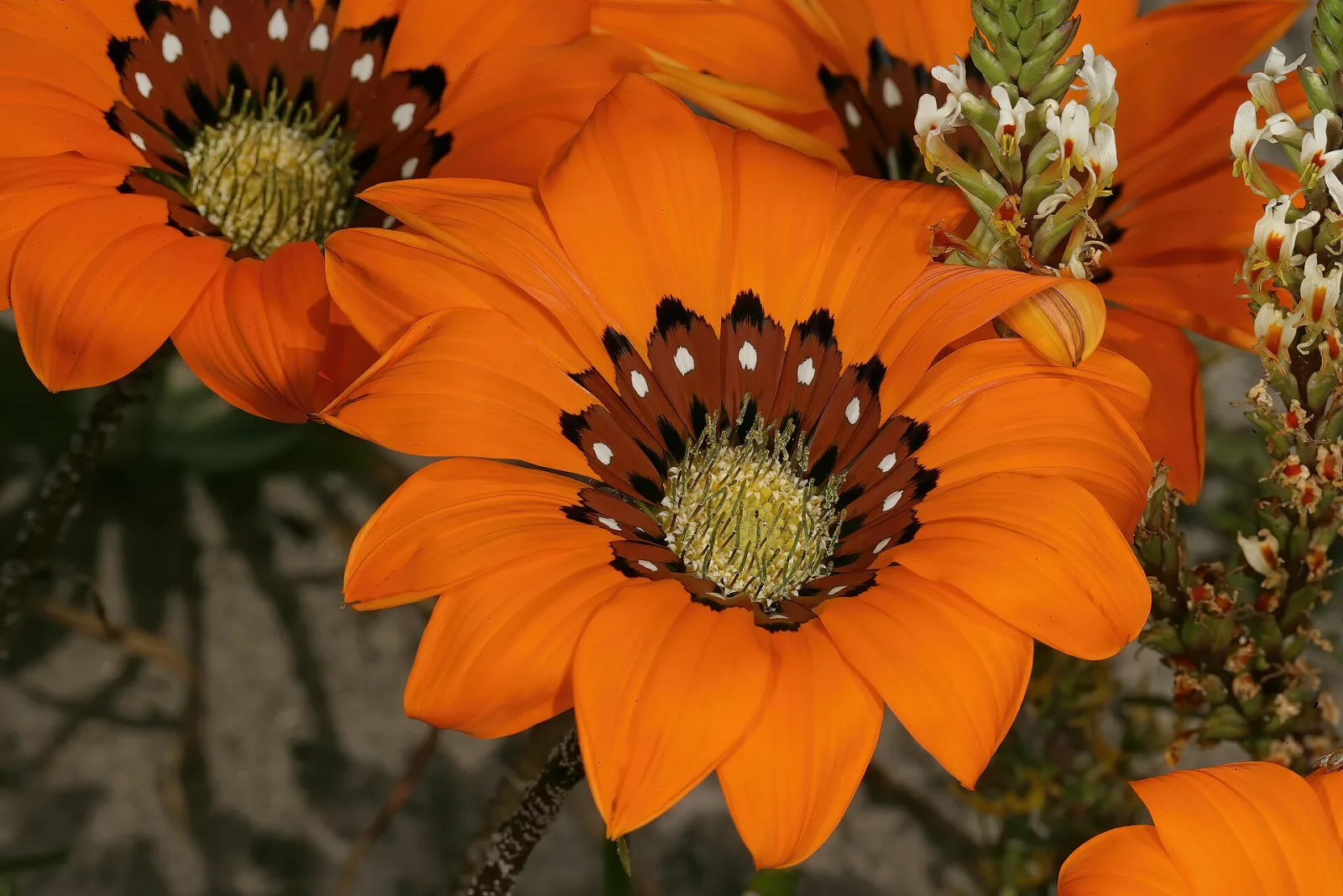 Gazania pectinata