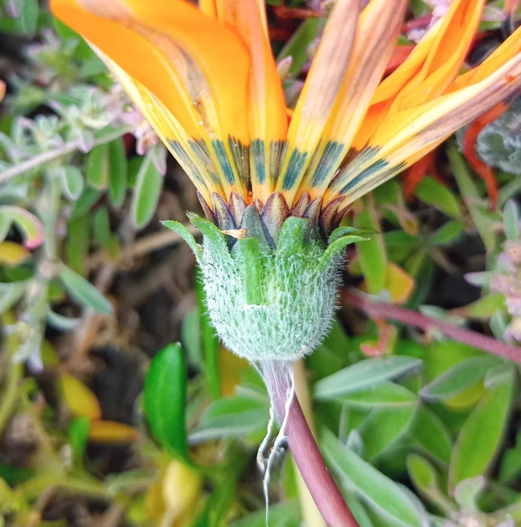 Gazania pectinata