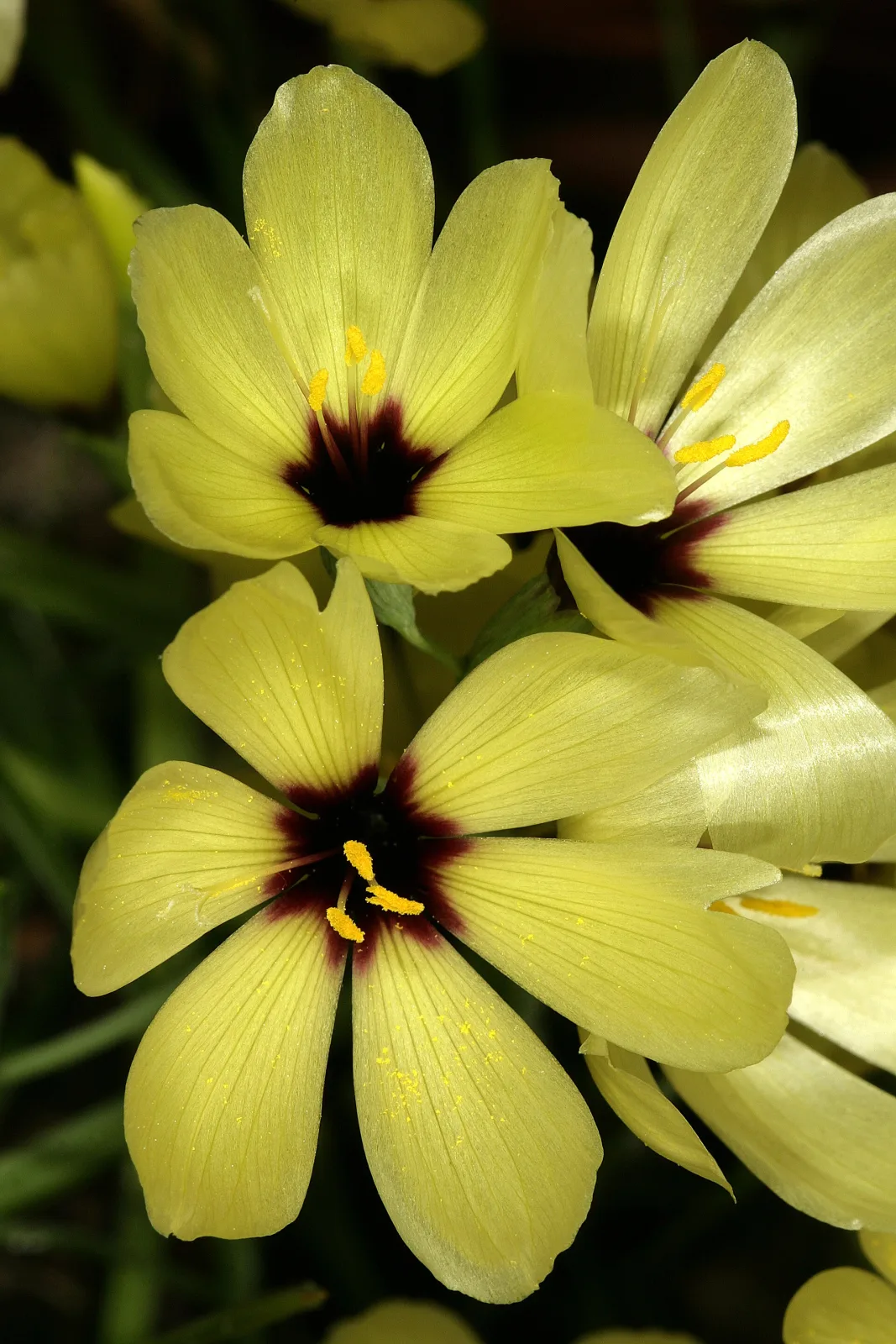 Geissorhiza darlingensis