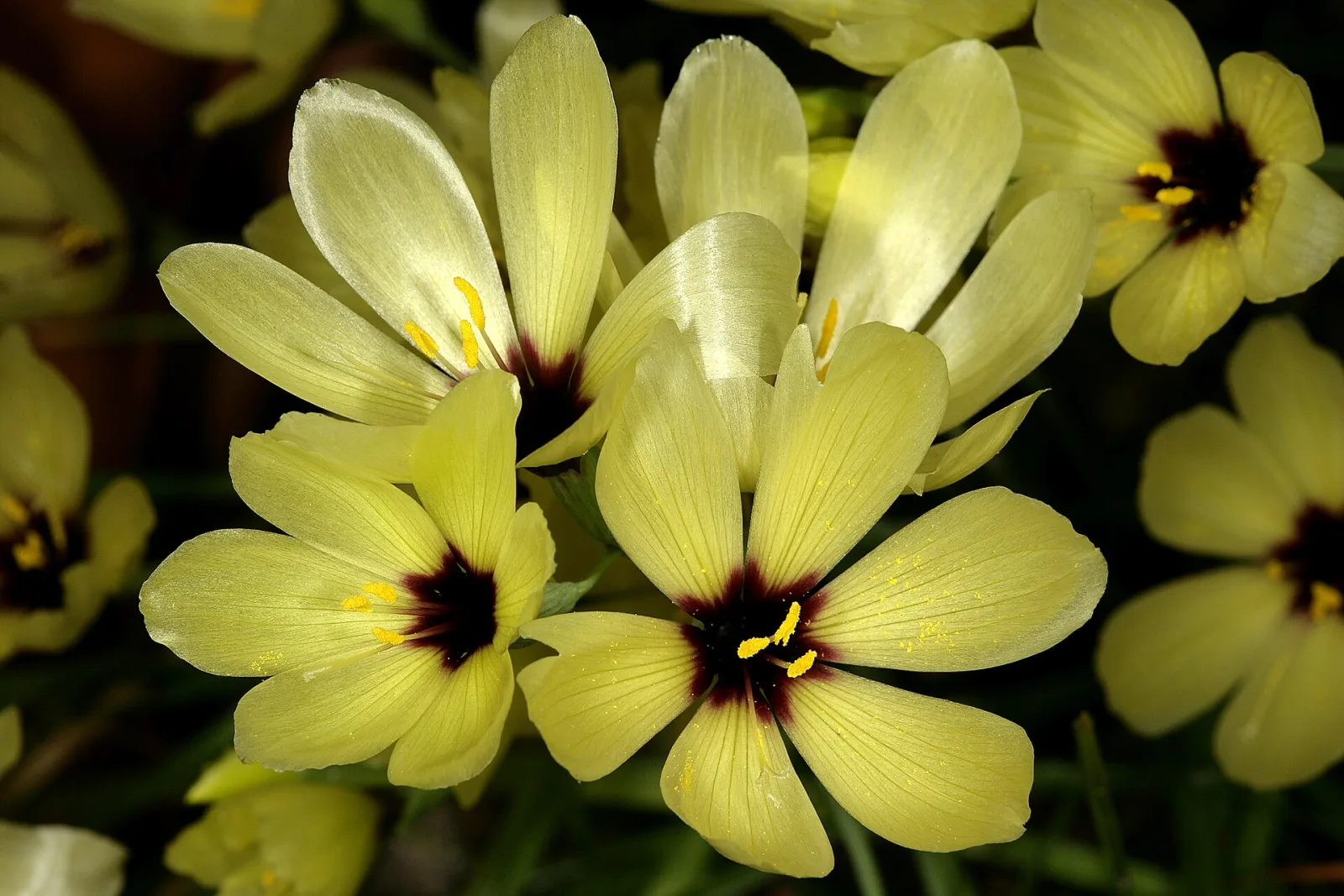 Geissorhiza darlingensis