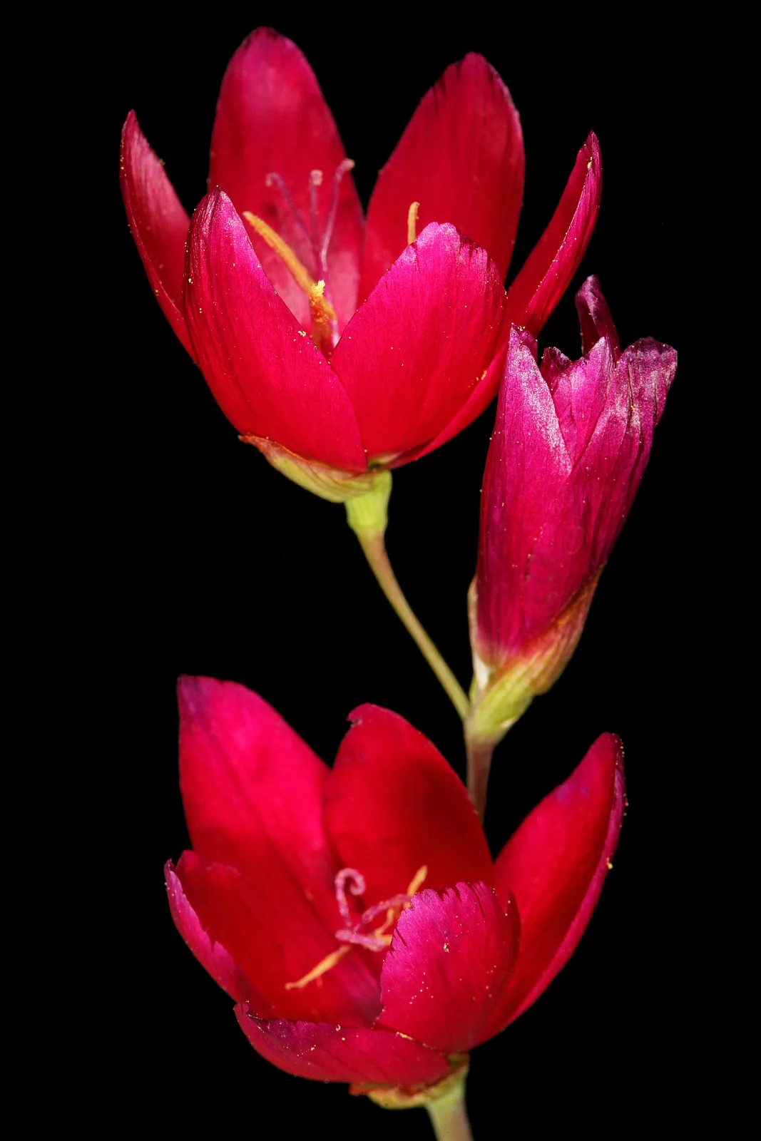 Geissorhiza inflexa