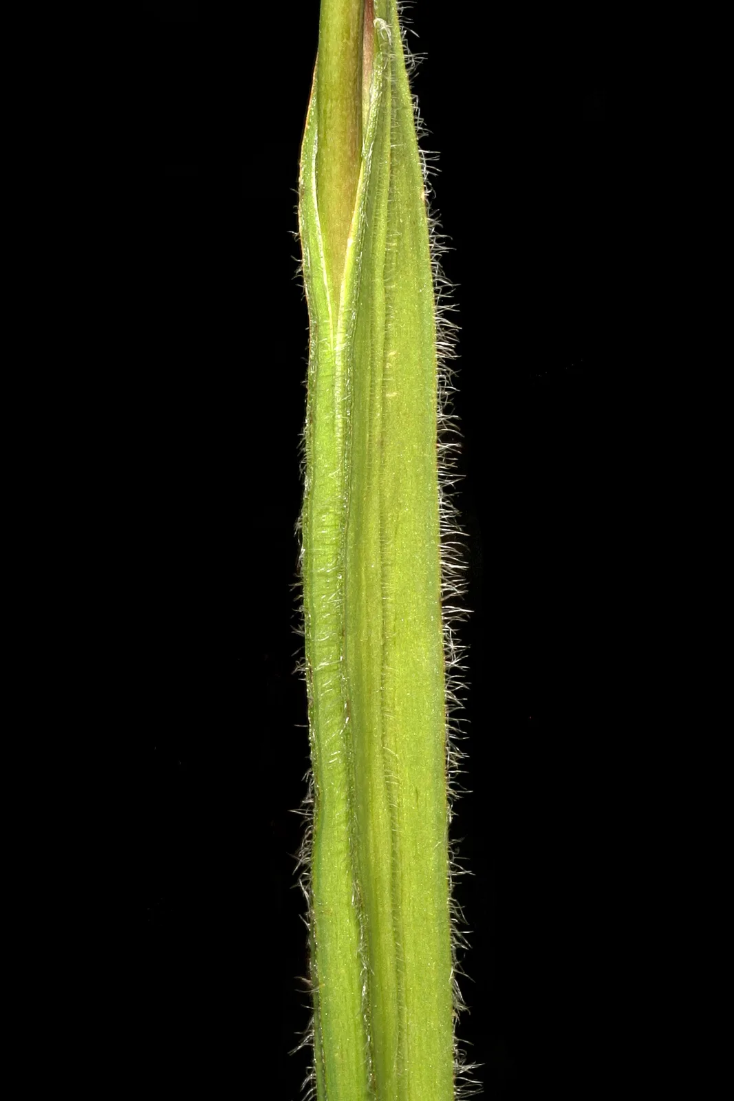 Geissorhiza inflexa