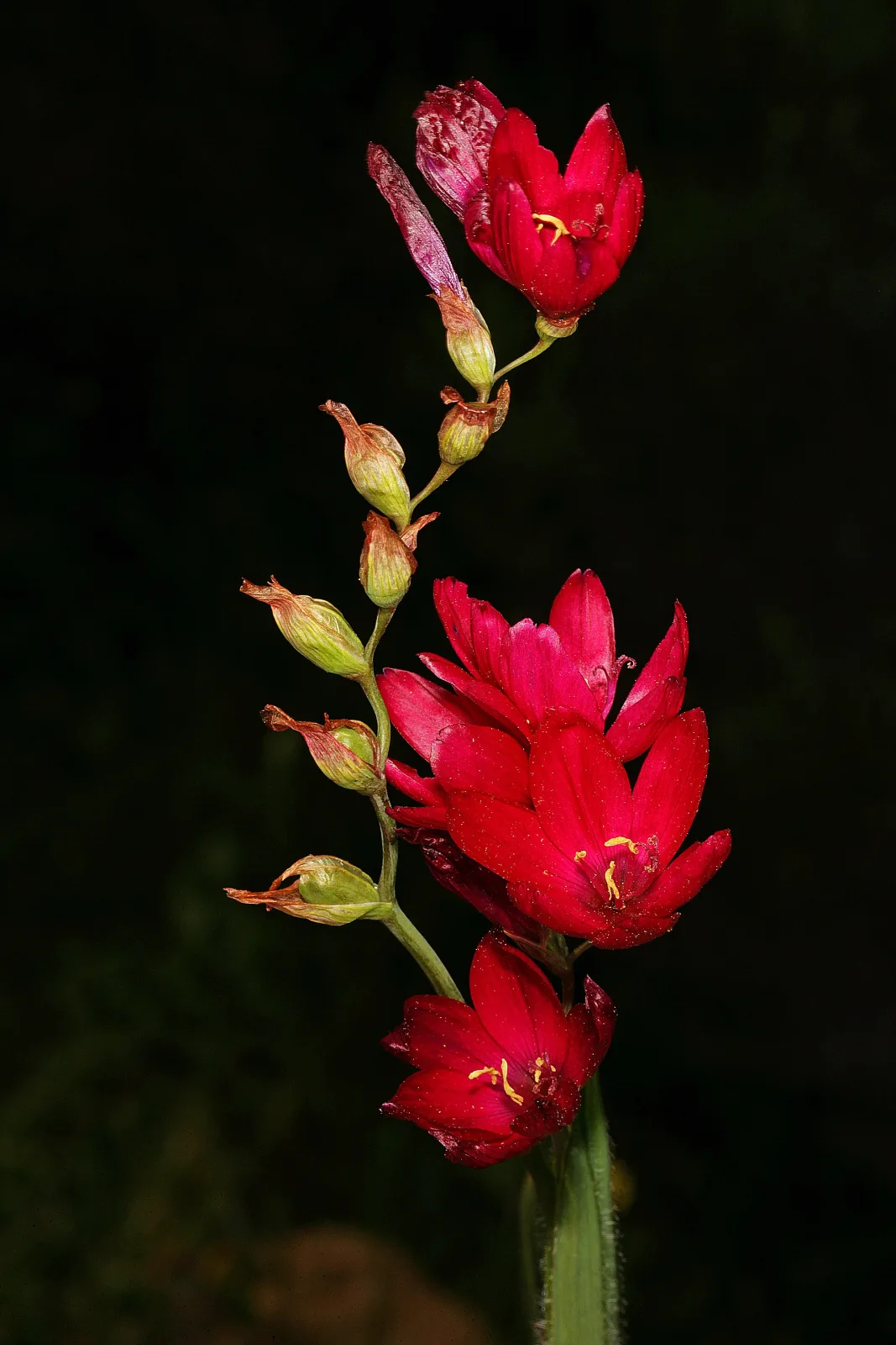 Geissorhiza inflexa