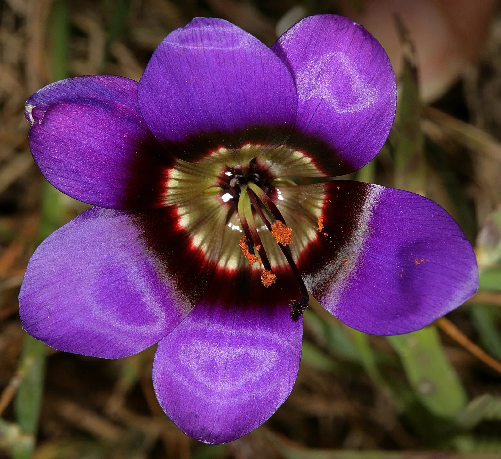 Geissorhiza monanthos