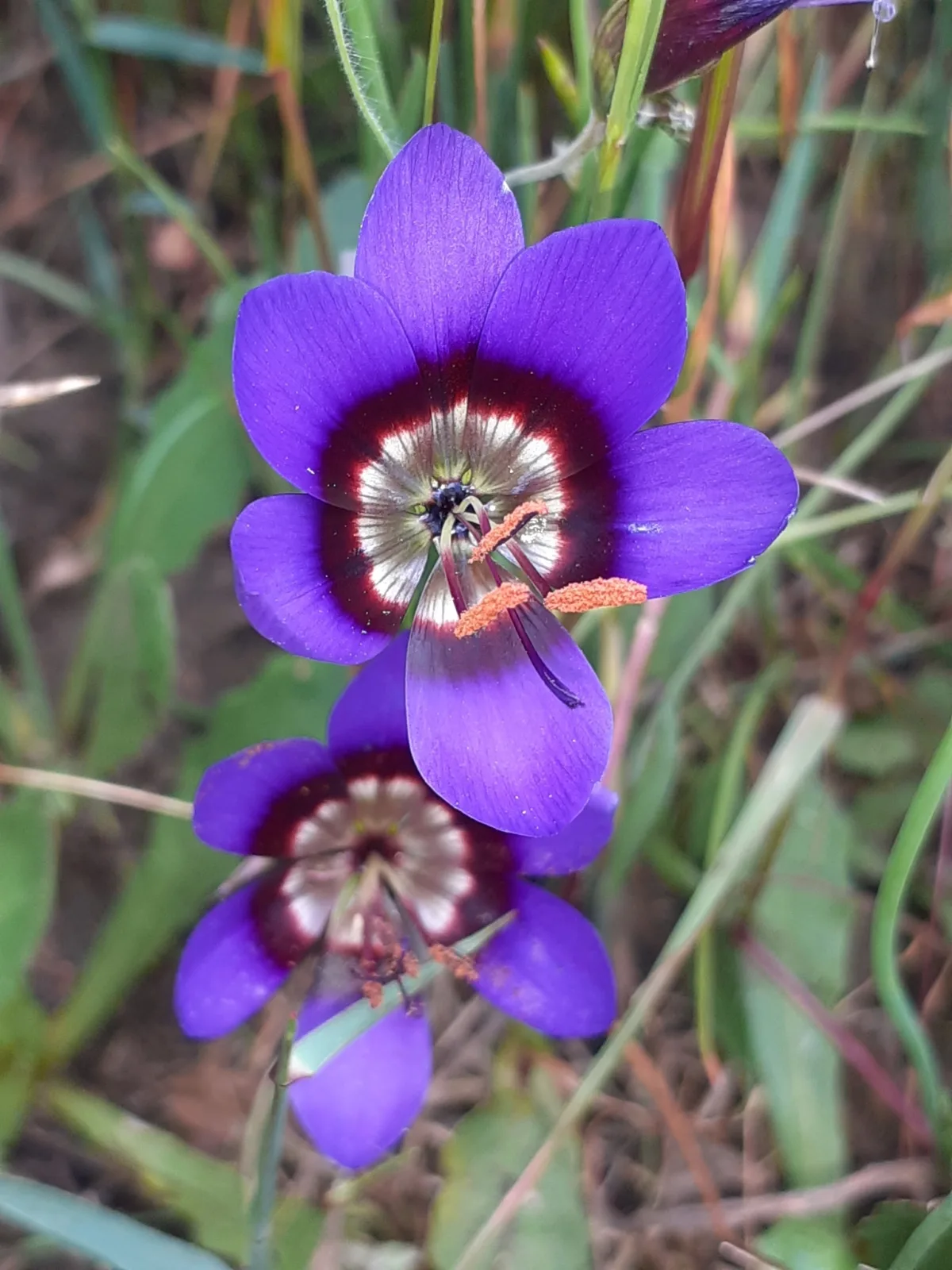 Geissorhiza monanthos
