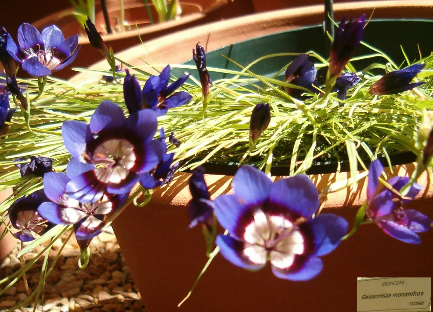 Geissorhiza monanthos