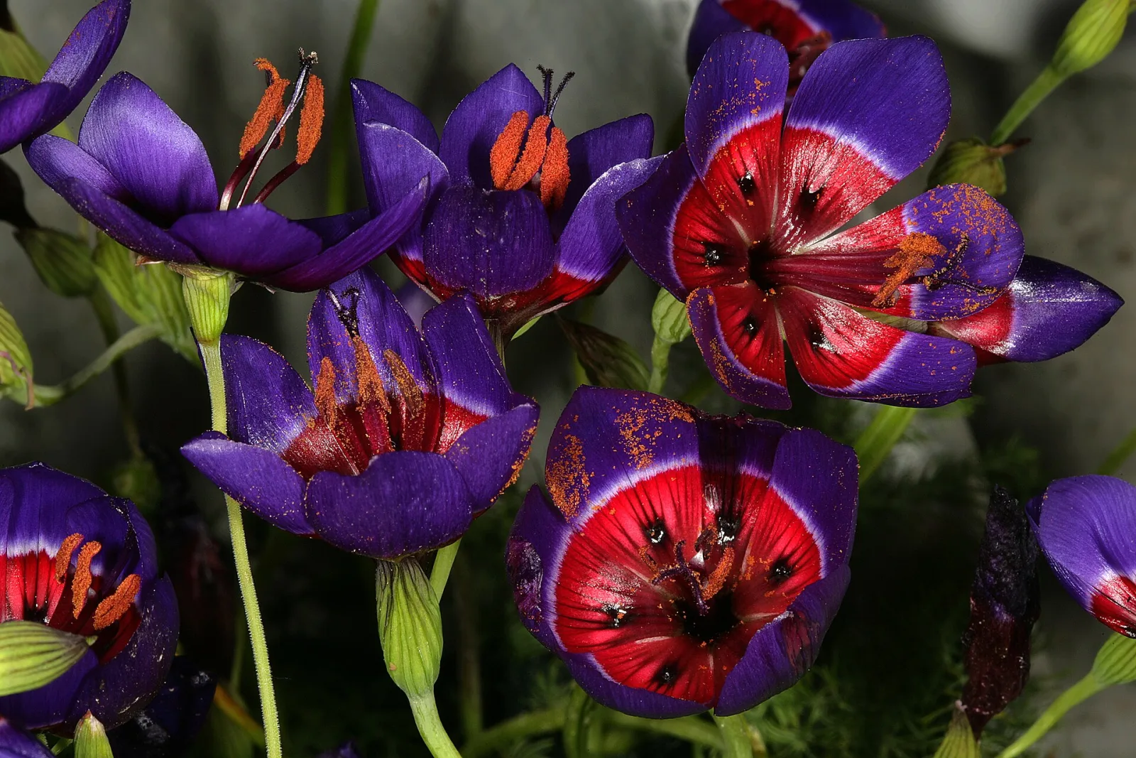 Geissorhiza radians