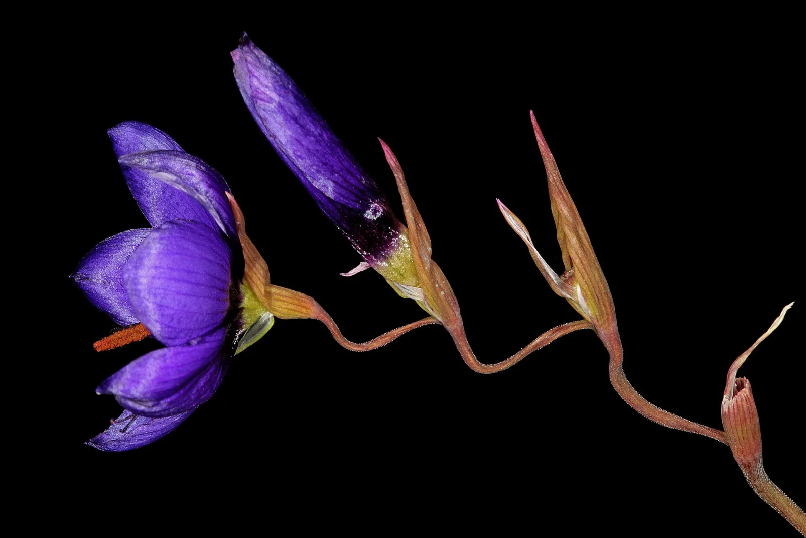 Geissorhiza splendidissima